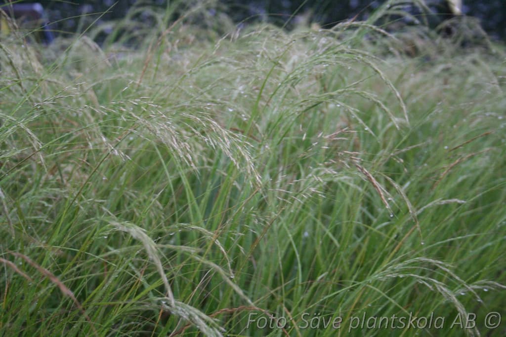 Achnatherum calamagrostis 'Allgau'