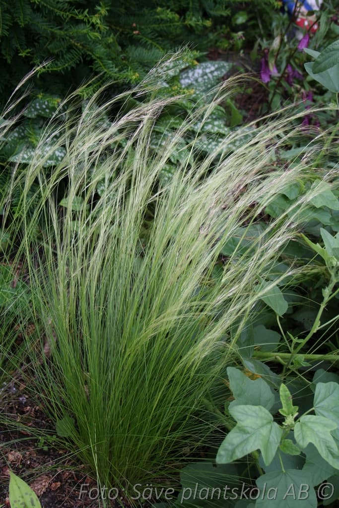 Nassella tenuissima 'Pony Tails'
