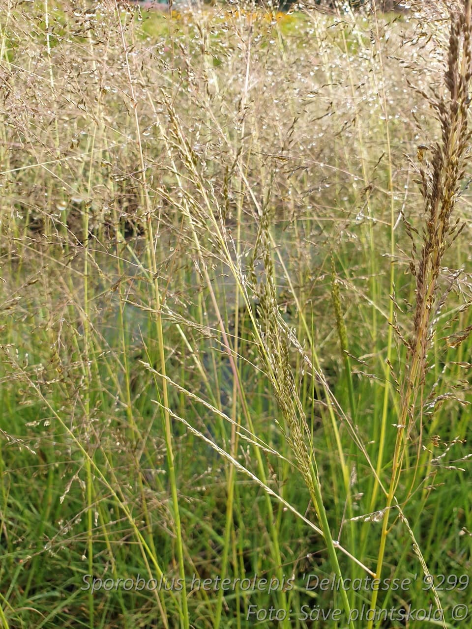 Sporobolus heterolepis 'Delicatesse'