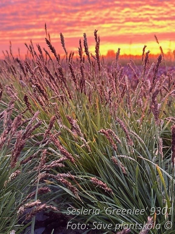 Sesleria 'Greenlee'