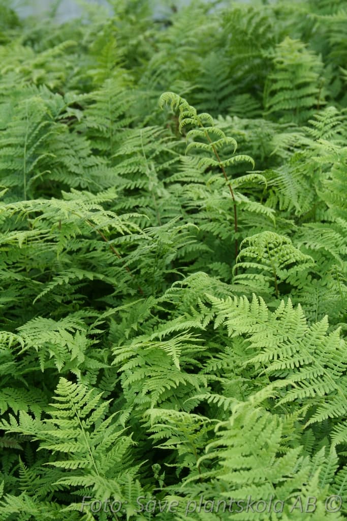 Athyrium filix-femina