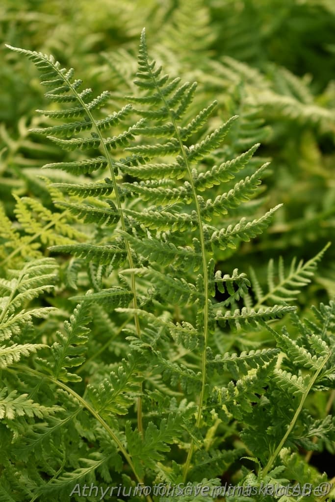 Athyrium filix-femina 'Rotstiel'