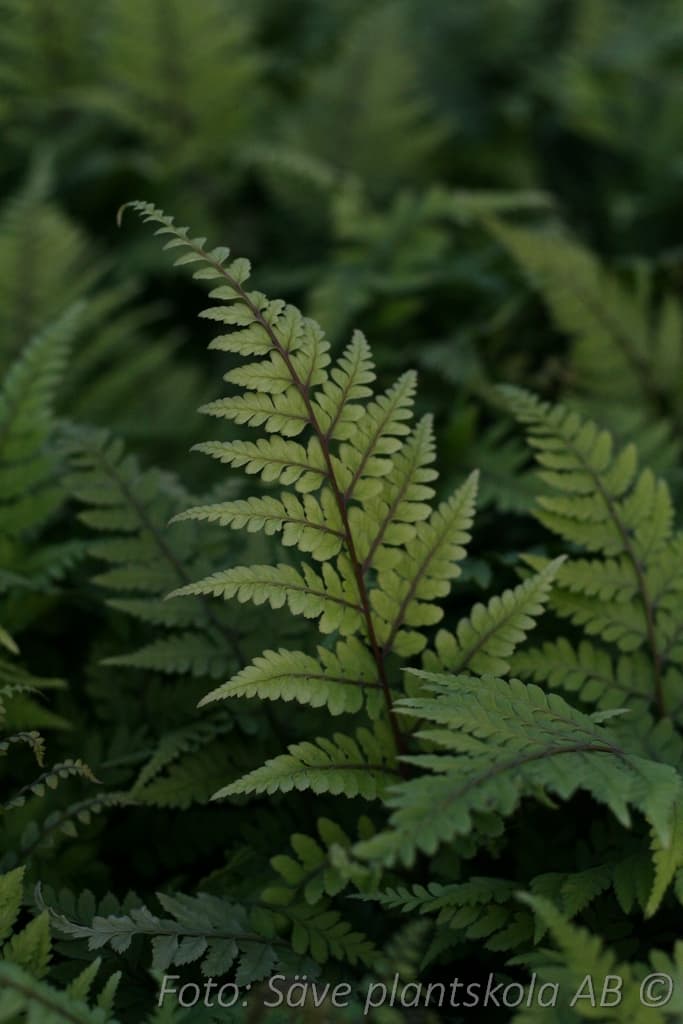 Athyrium otophorum var. okanum