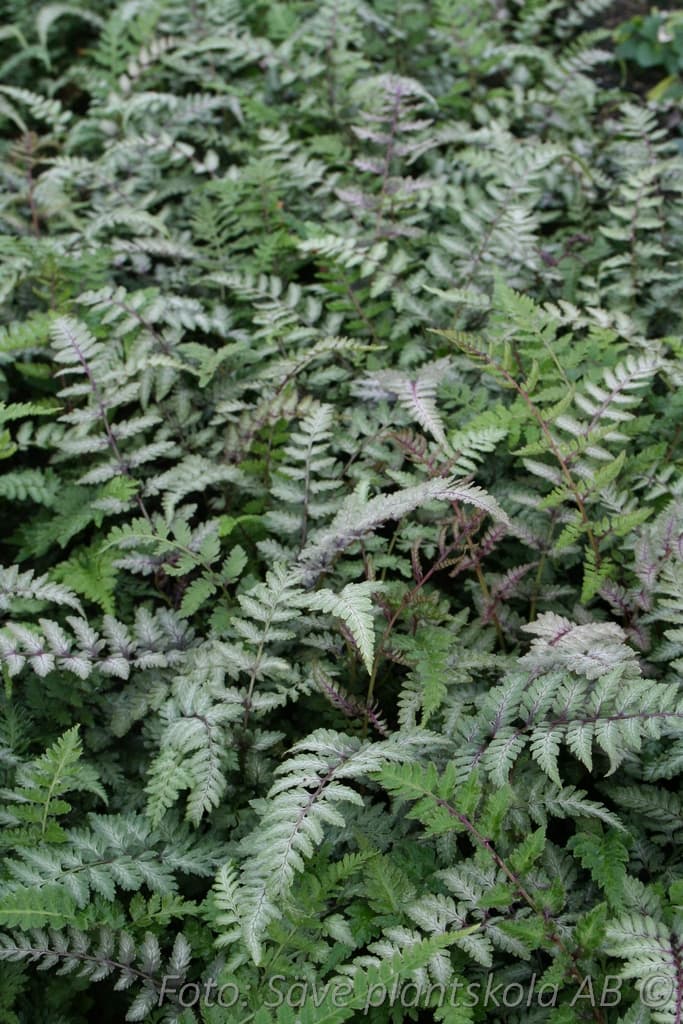 Athyrium niponicum 'Red Beauty'