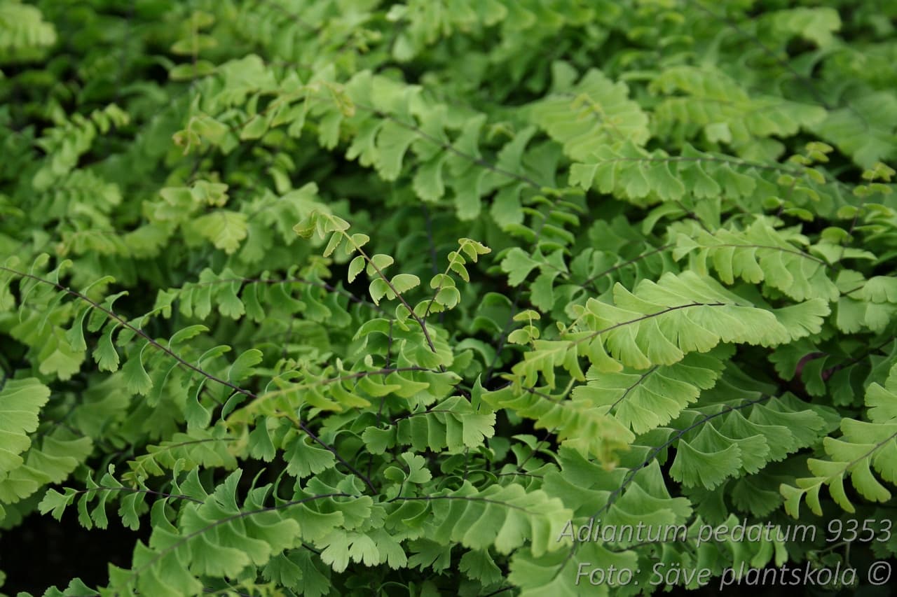 Adiantum pedatum