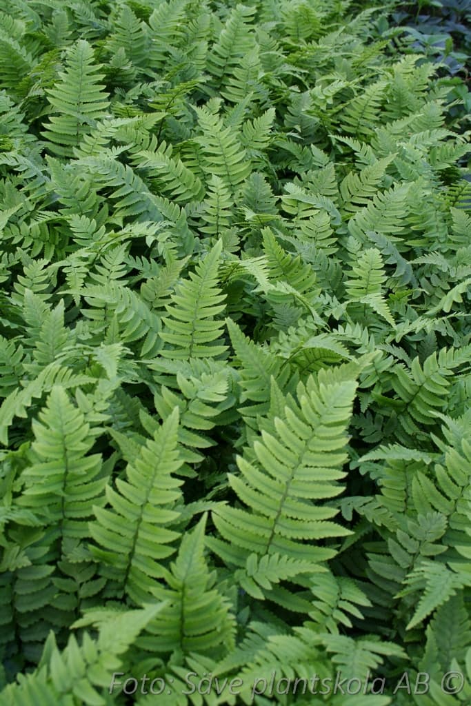 Dryopteris cycadina Årets perenn 2026