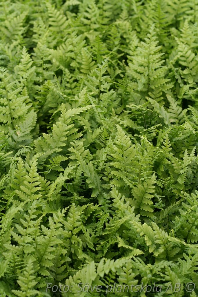 Dryopteris filix-mas