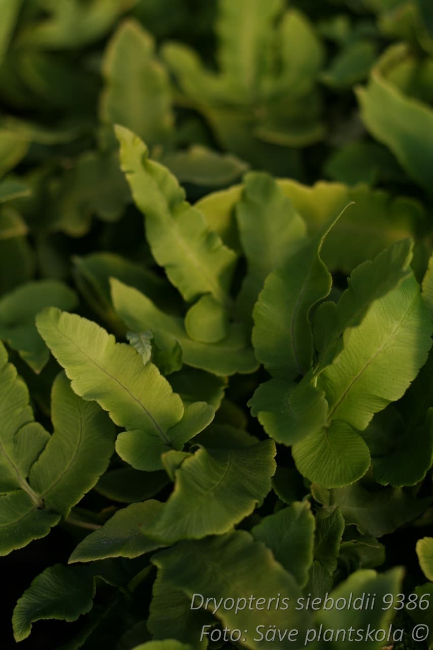 Dryopteris sieboldii
