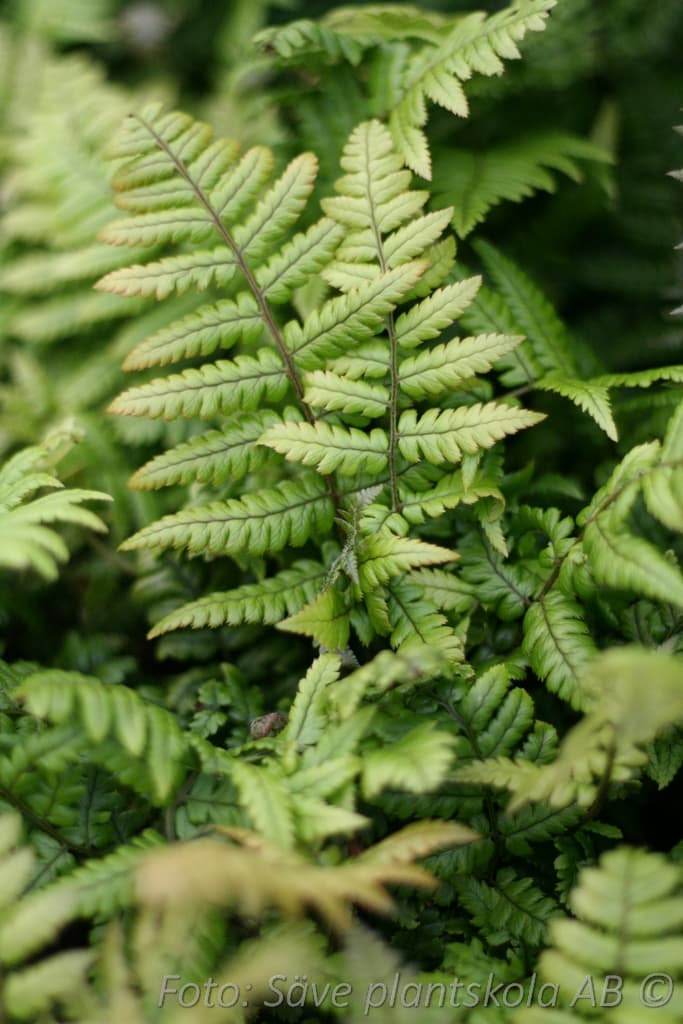 Dryopteris lepidopoda