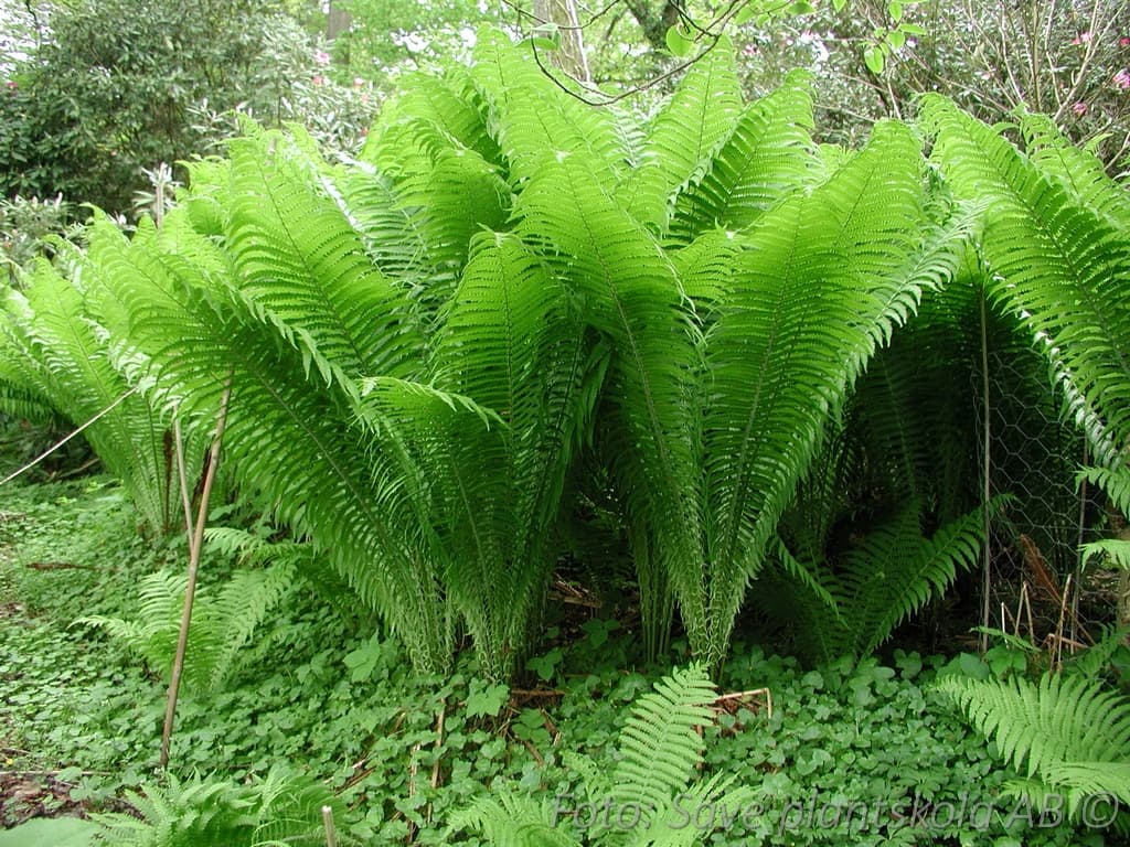 Matteuccia struthiopteris