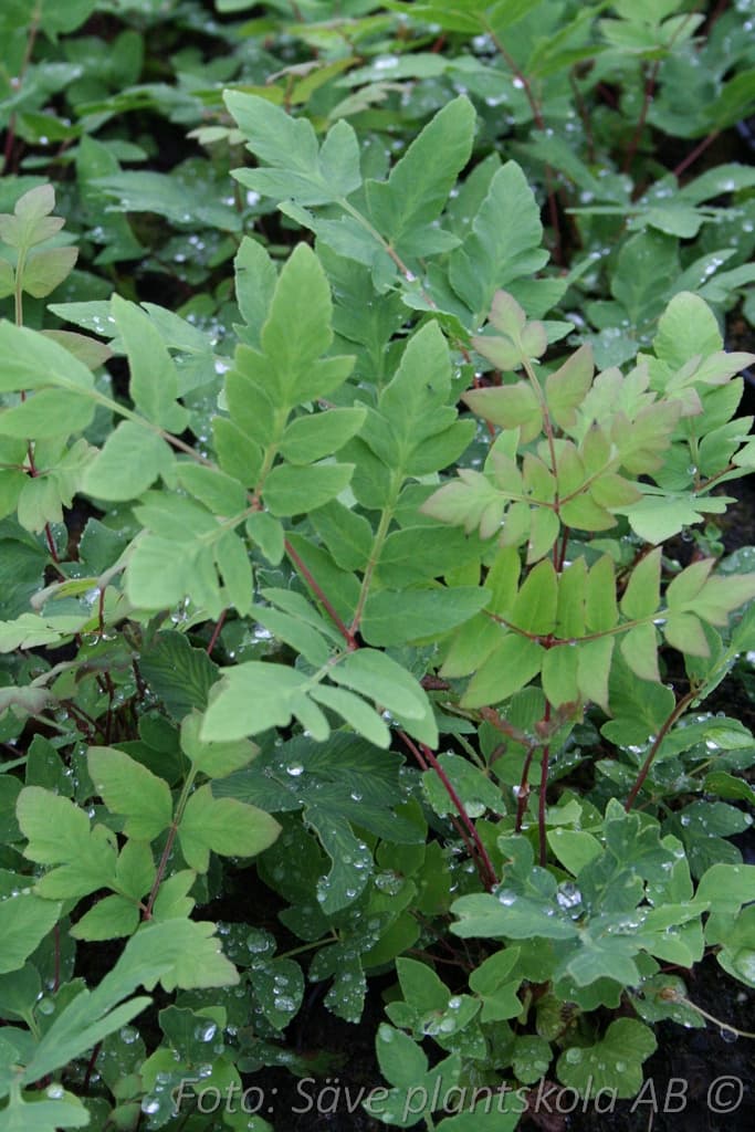 Osmunda regalis 'Purpurascens'