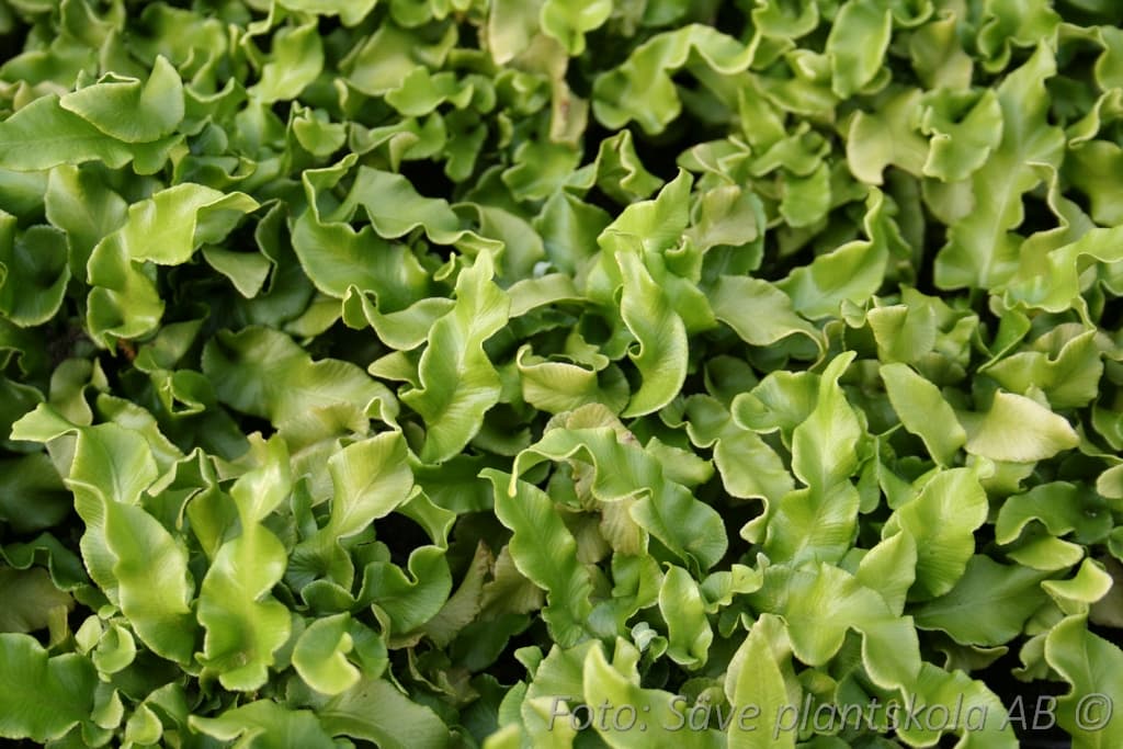 Asplenium scolopendrium  'Undulatum'