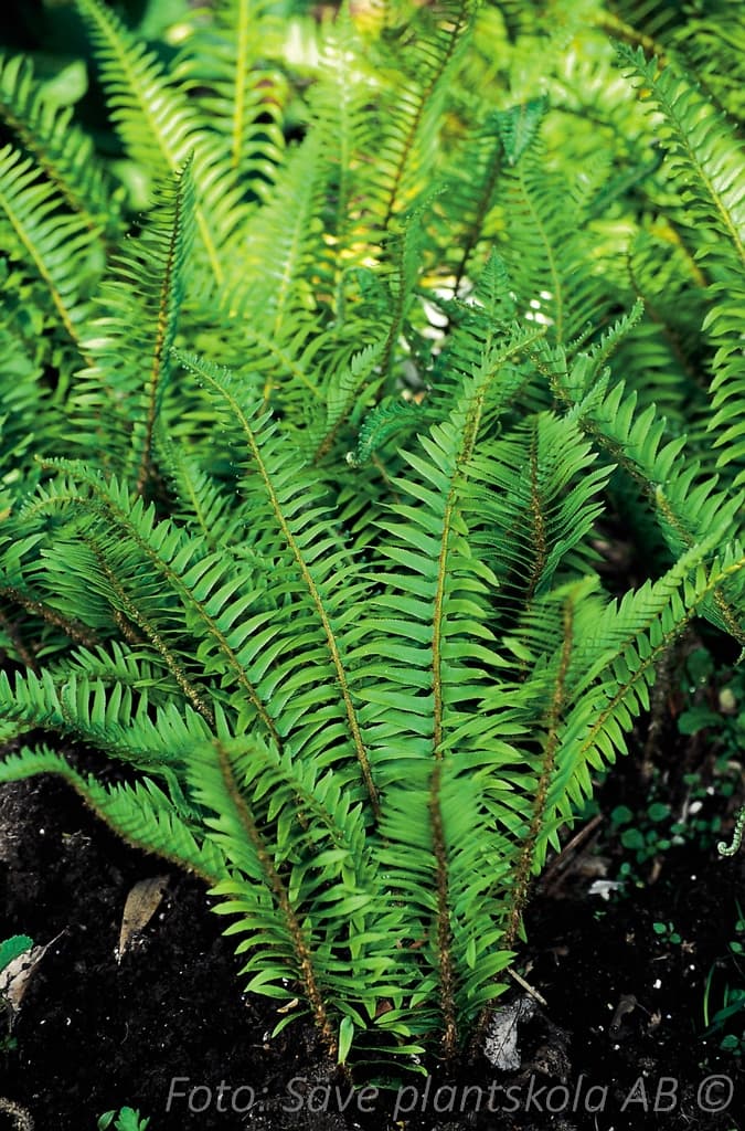 Polystichum munitum