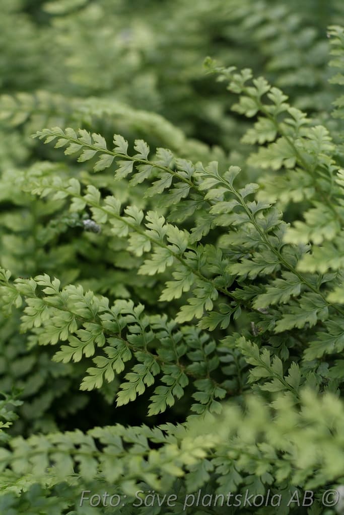 Polystichum setiferum 'Herrenhausen'