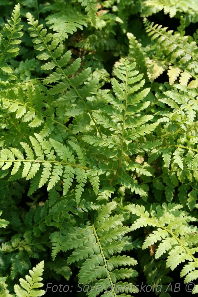 Polystichum braunii