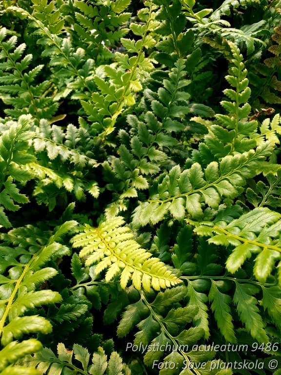 Polystichum aculeatum