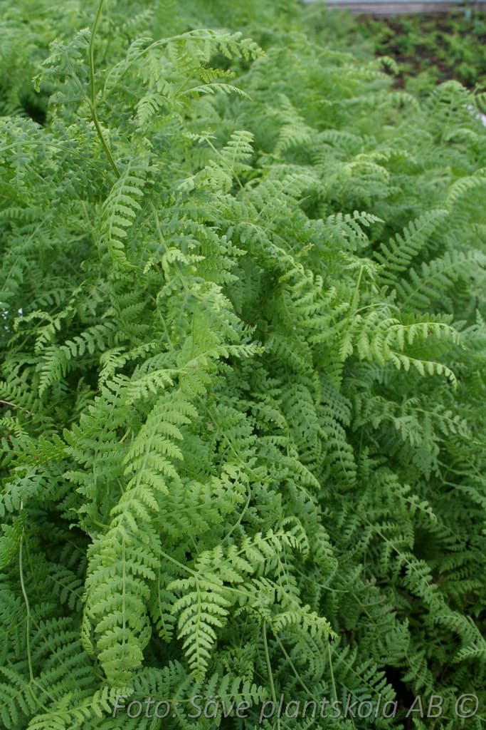Pteridium aquilinum