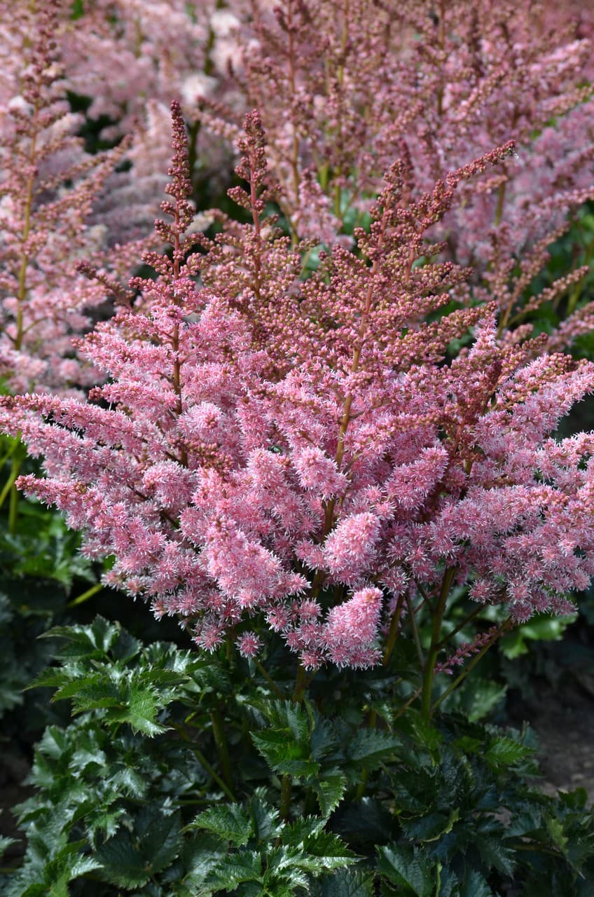 Astilbe 'Razzle Dazzle'