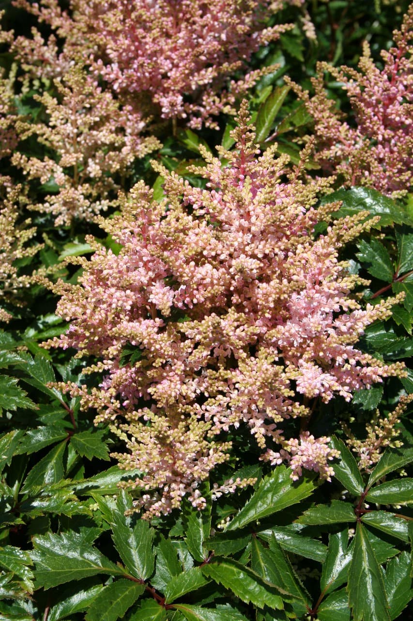 Astilbe 'Sugarberry'
