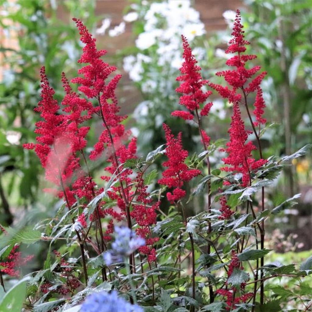Astilbe 'Chocolate Cherry' (PBR)