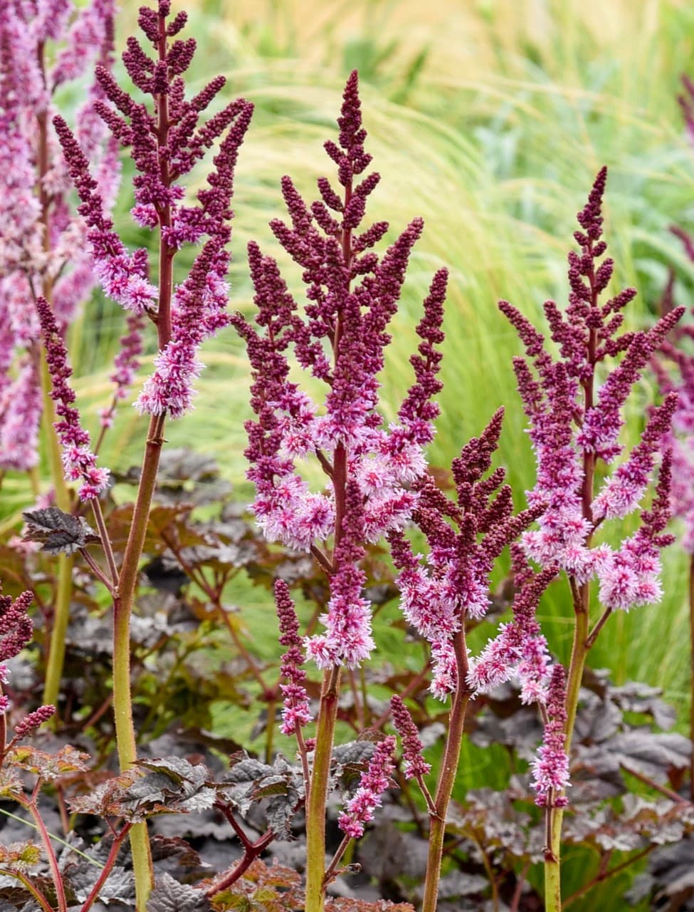 Astilbe 'Dark Side of the Moon'