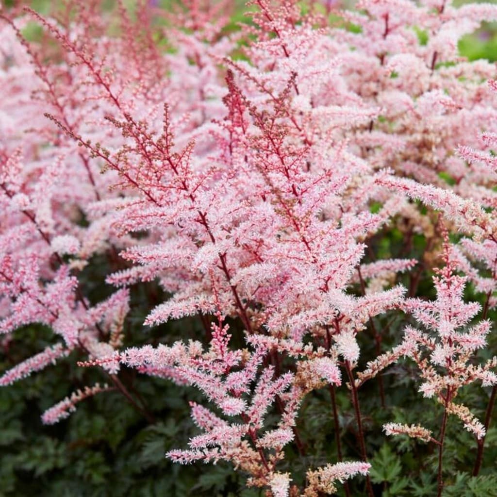 Astilbe 'Delft Lace'