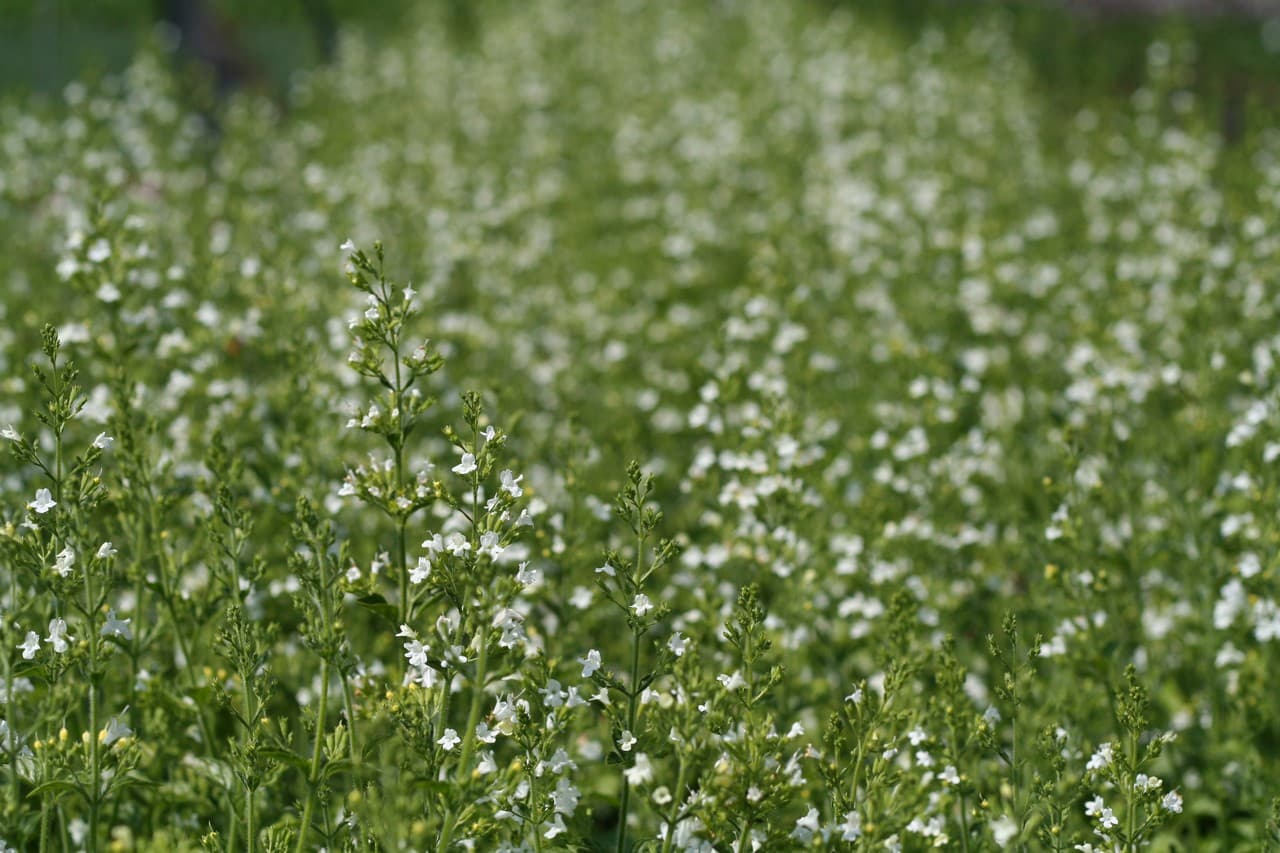 Clinopodium nepeta 'Marvelette White'