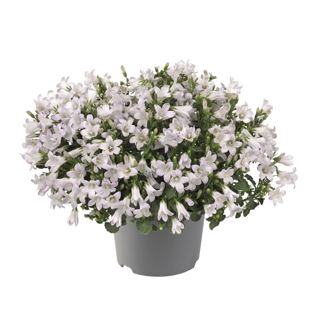 Campanula portenschlagiana 'Zenn White'