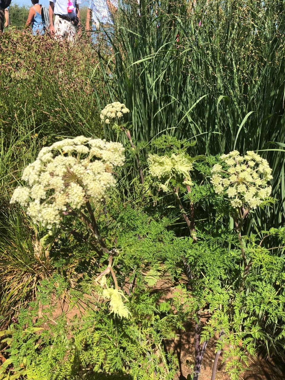 Cenolophium denudatum