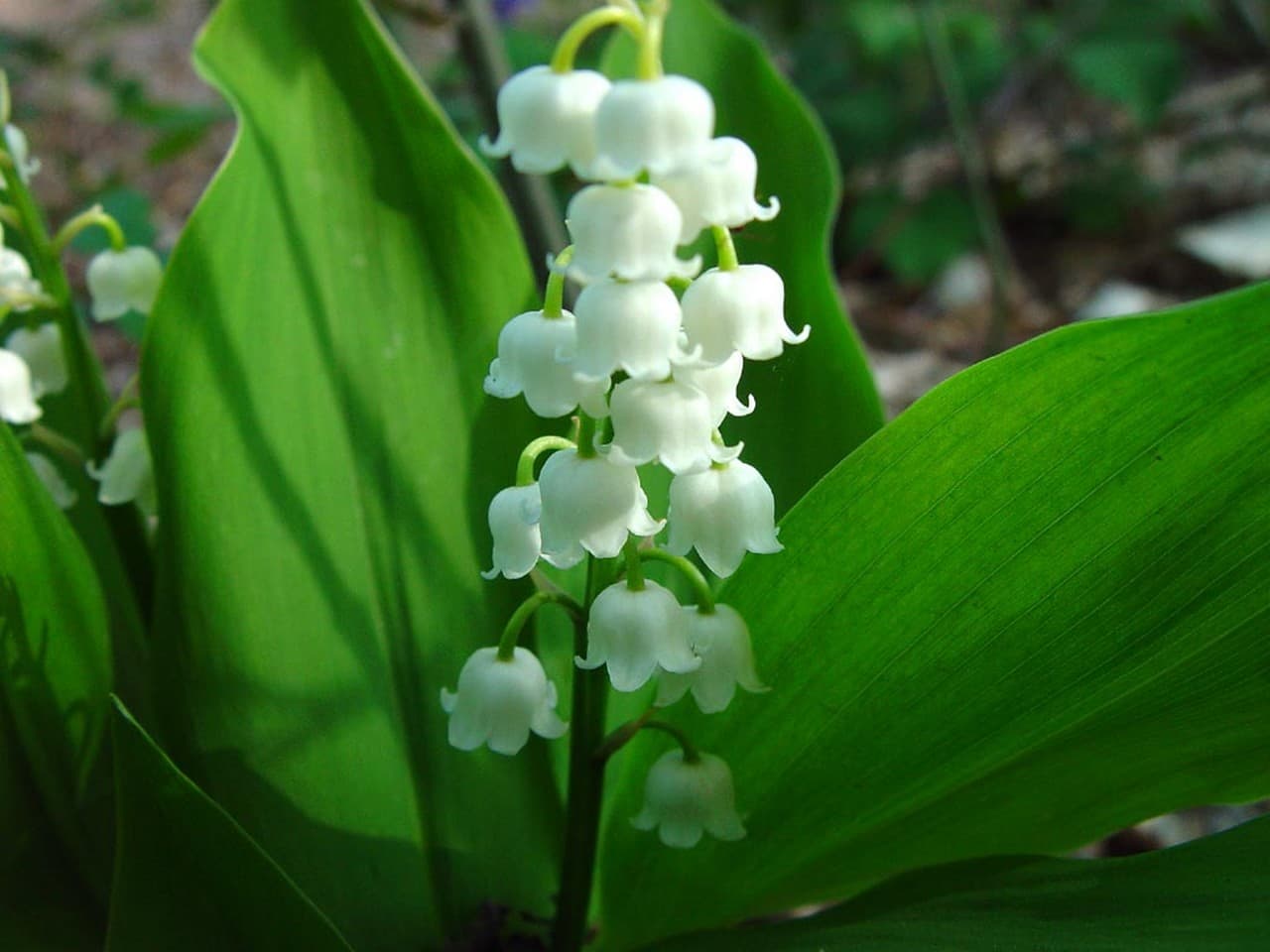 Convallaria majalis