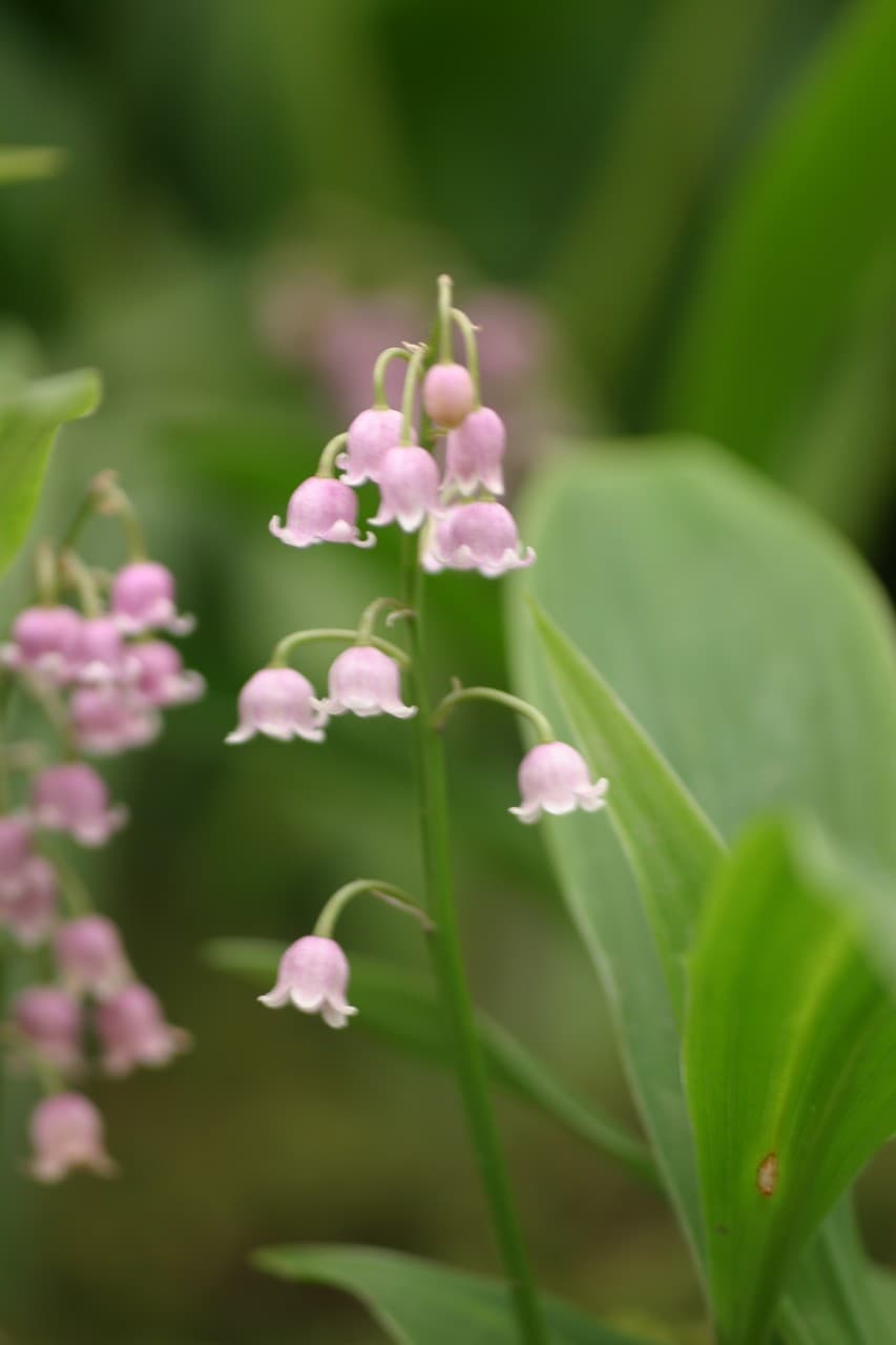 Convallaria majalis 'Rosea'