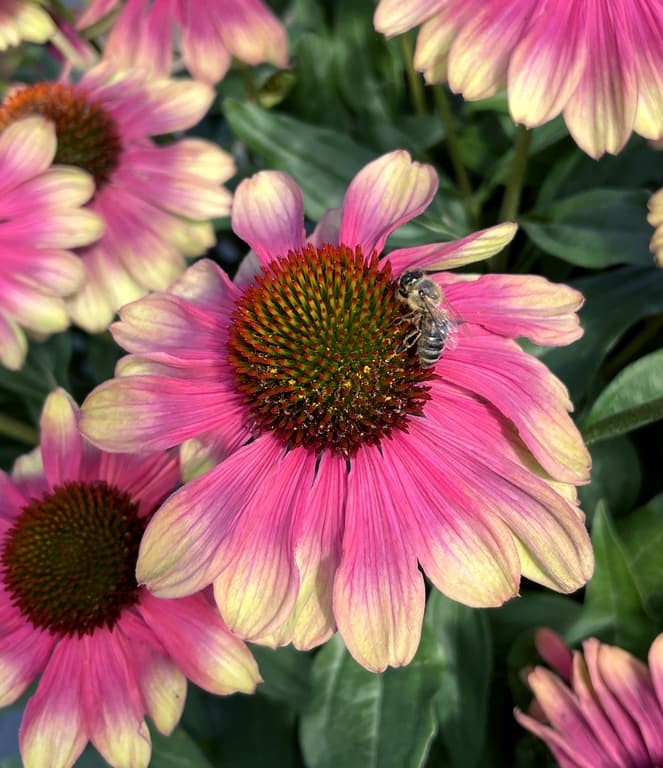 Echinacea 'Pink Lemonade'