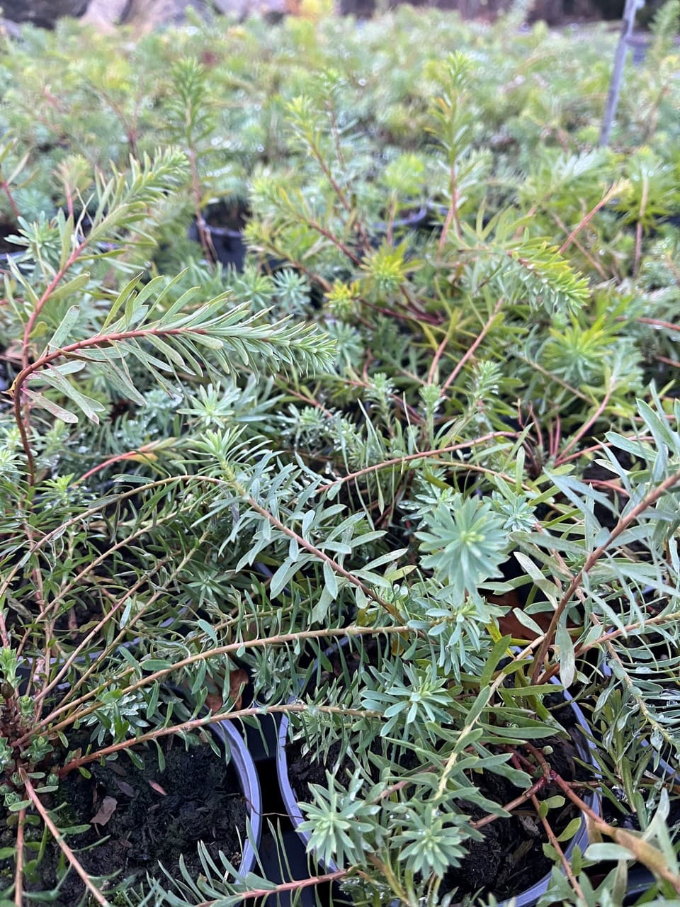 Euphorbia seguieriana