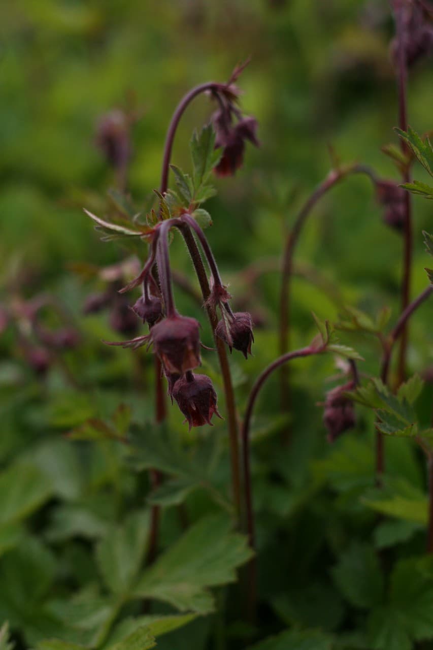 Geum rivale 'Leonard'