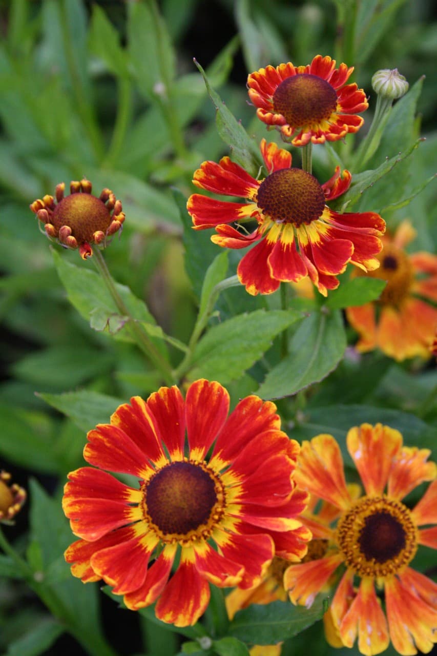 Helenium 'Feuersiegel'