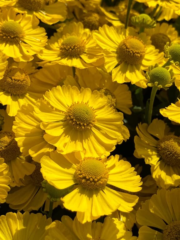 Helenium 'Lemon Sundae' (PBR)