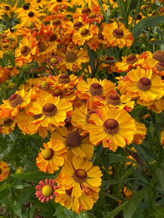 Helenium 'Okra Sundae' (PBR)