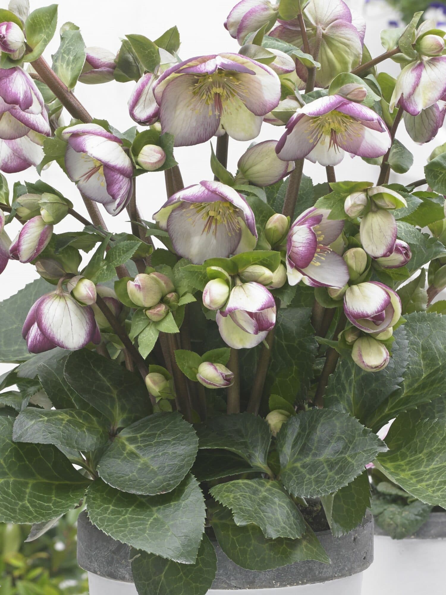 Helleborus x ericsmithii 'Glenda's Gloss' (PBR)