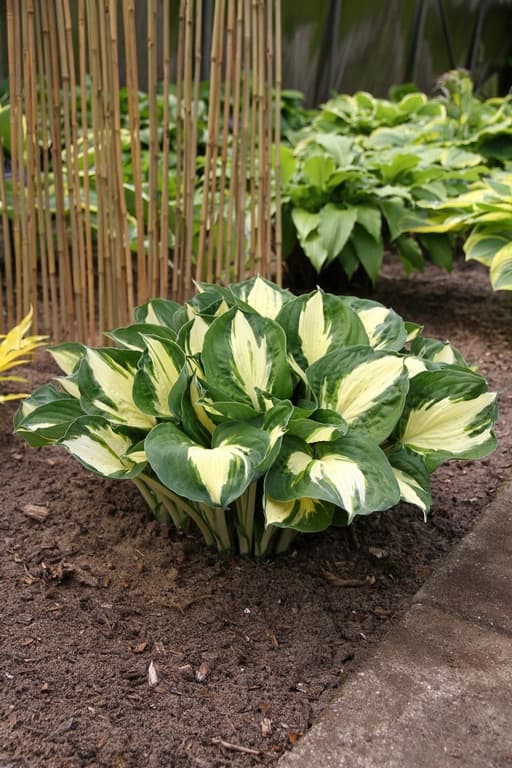 Hosta 'Pathfinder'