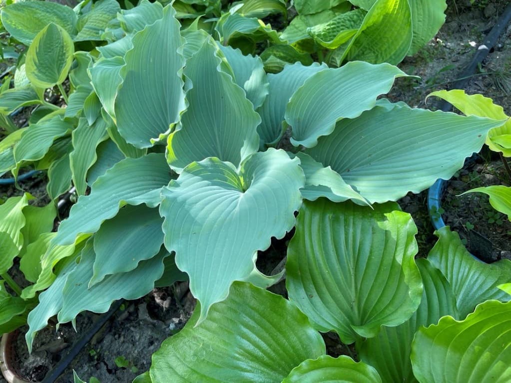 Hosta 'Skywriter'