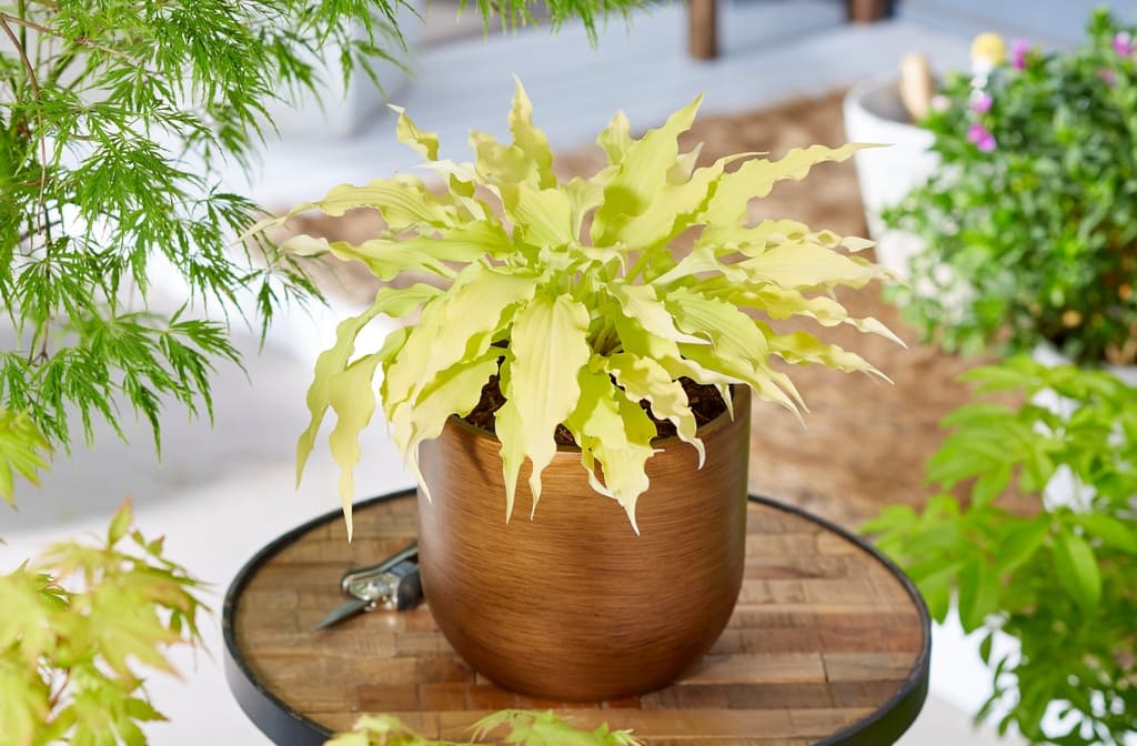 Hosta 'Wiggles and Squiggles'