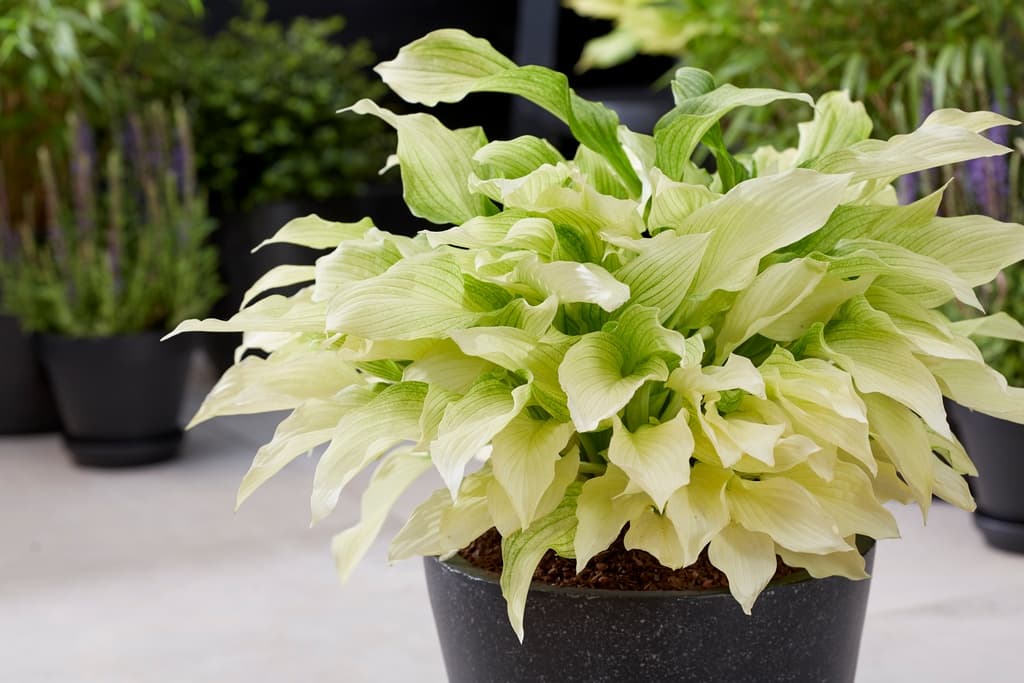 Hosta 'White Feather'