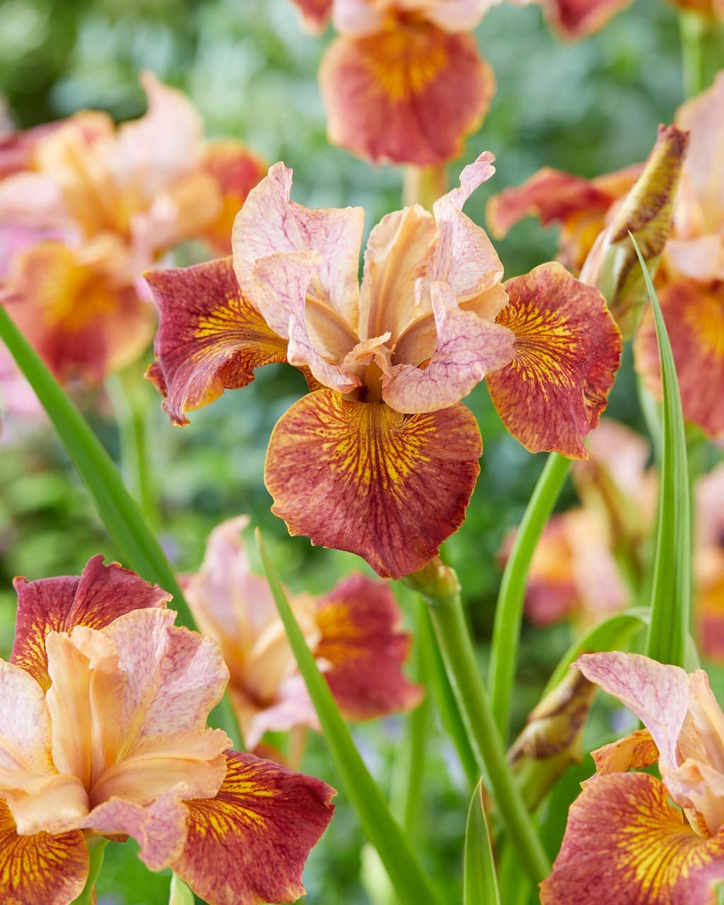 Iris sibirica 'Paprikash'