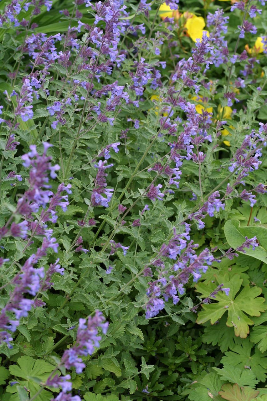 Nepeta racemosa 'Little Titch'