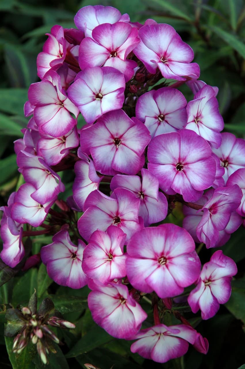 Phlox paniculata 'Sweet Summer Fantasy'