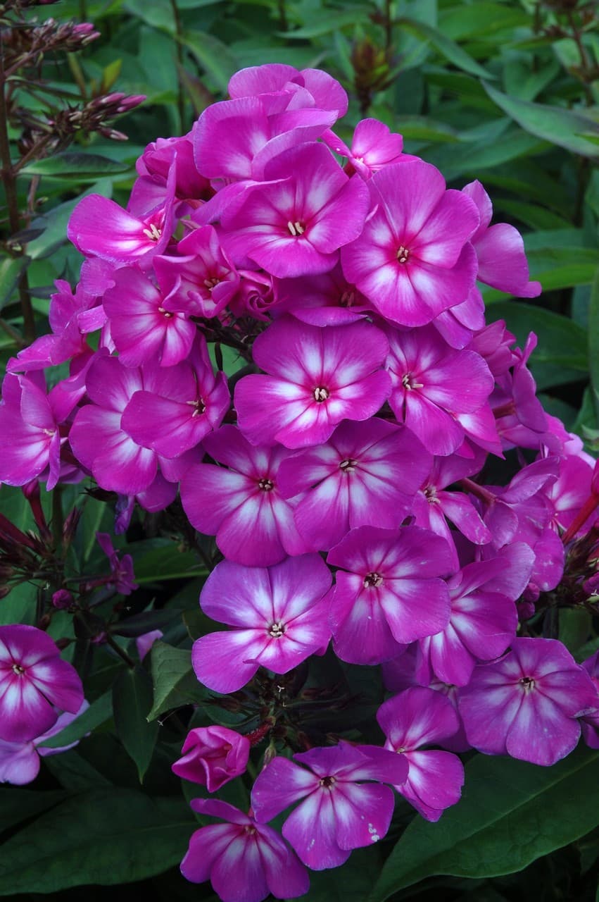 Phlox paniculata 'Sweet Summer Surprise'