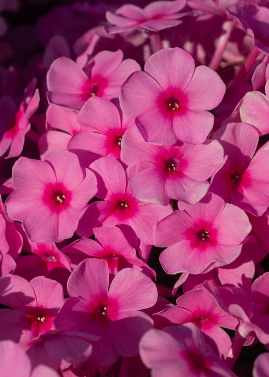 Phlox paniculata 'Famous Pink' (PBR)