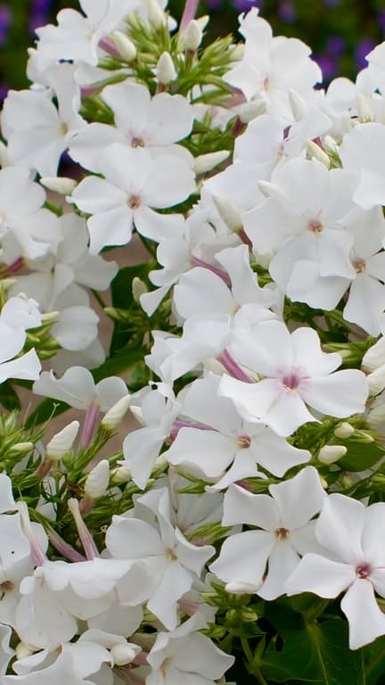 Phlox paniculata 'Famous White' (PBR)