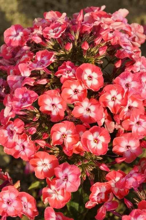 Phlox paniculata 'Famous Coral'