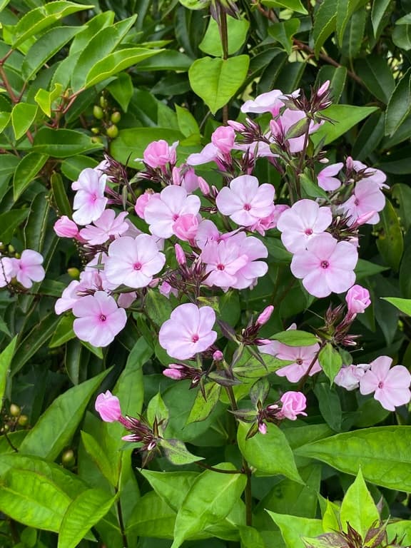 Phlox paniculata 'Famous Light Pink' (PBR)